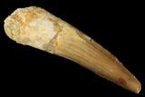 Bargain, Spinosaurus Tooth - Real Dinosaur Tooth #174743-1